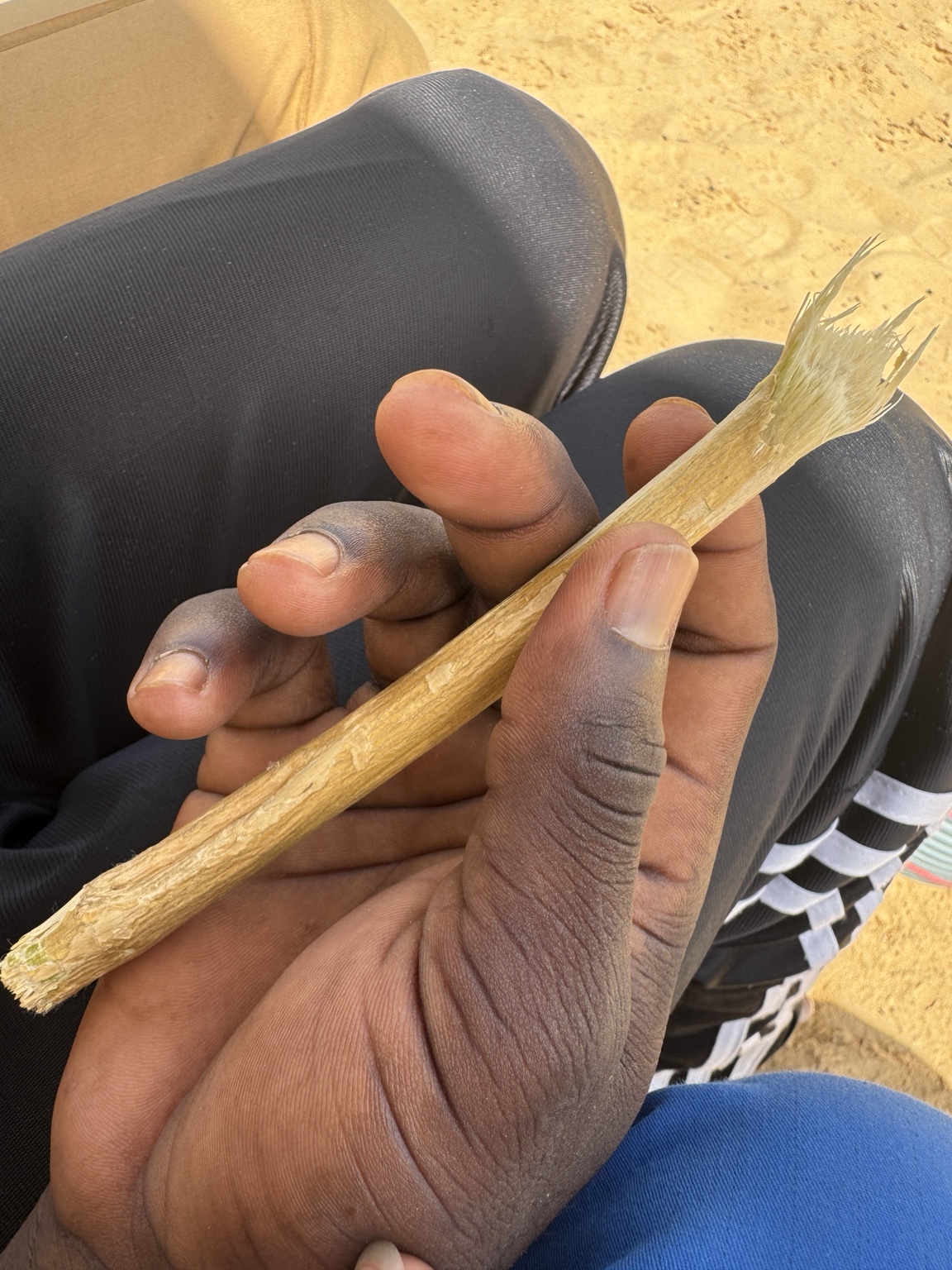 阿拉伯茶树树枝