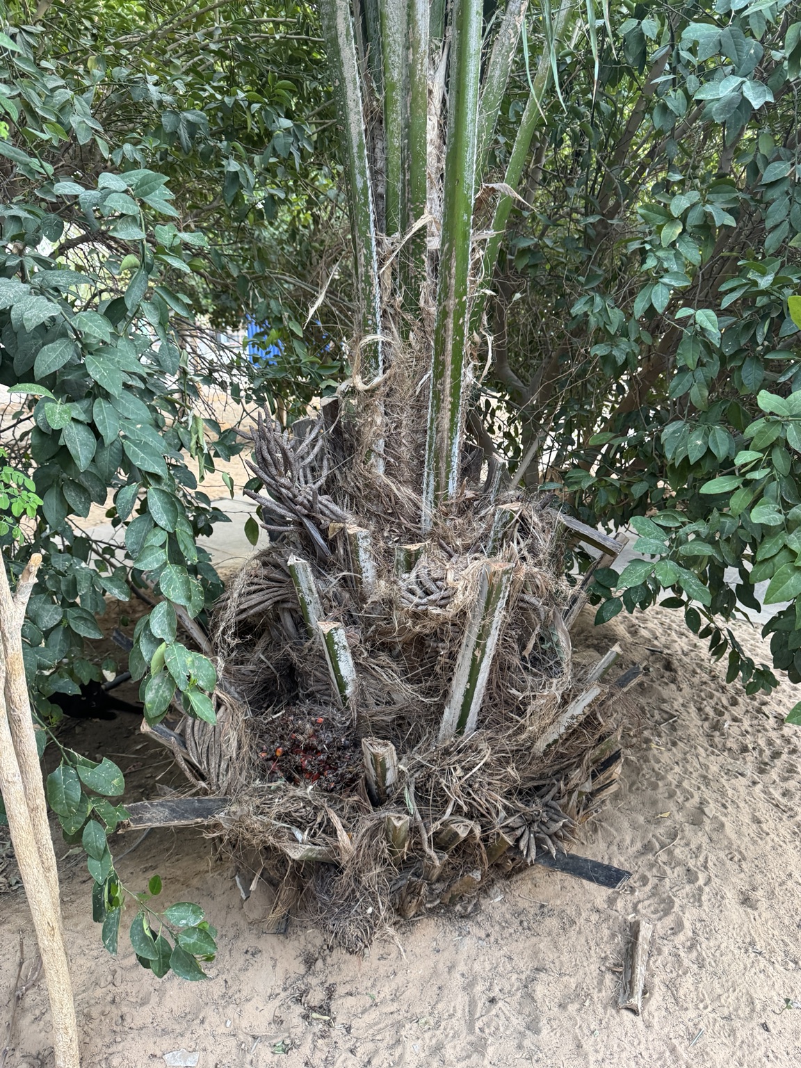 非洲油棕