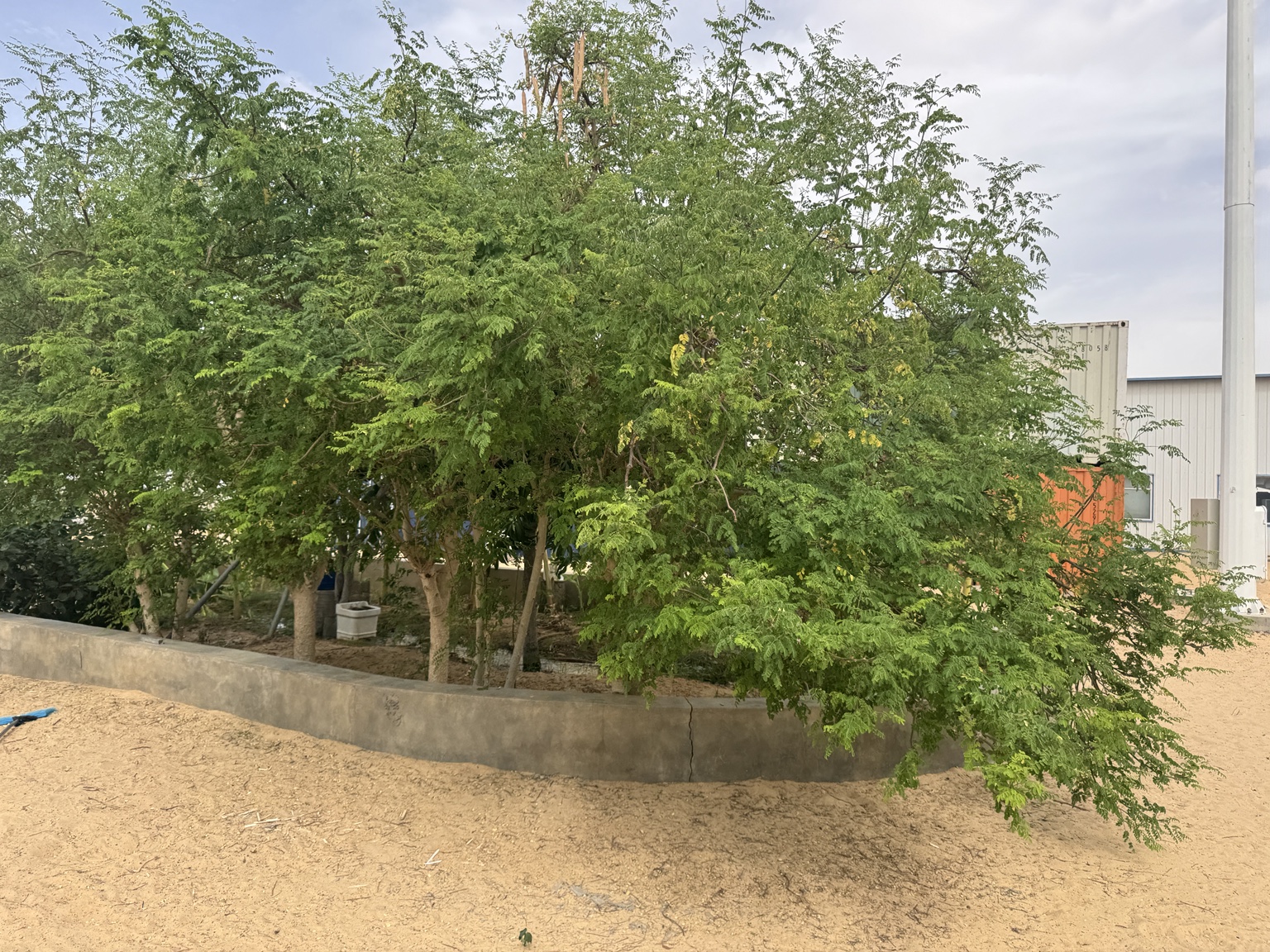 moringa：辣木