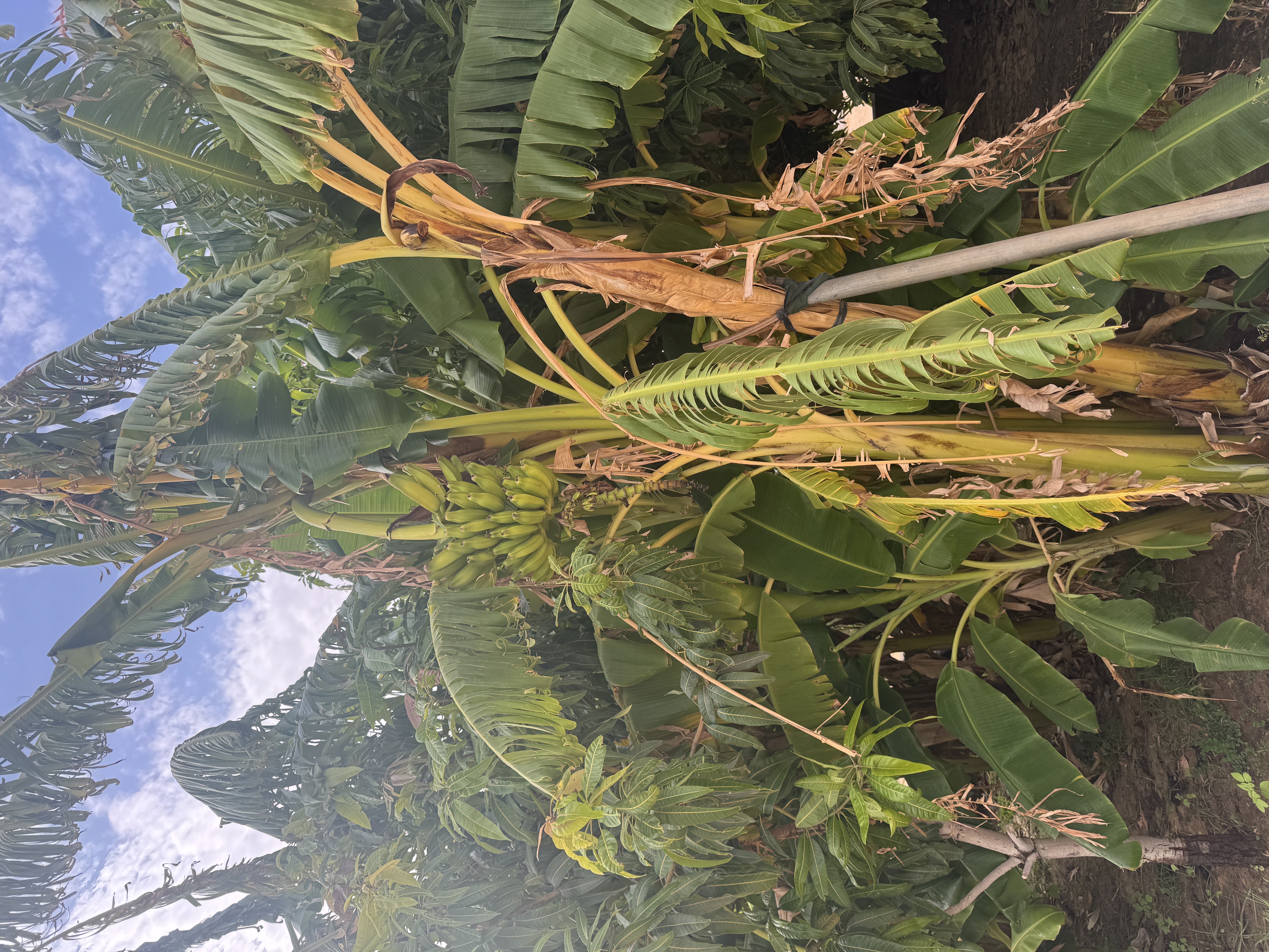 厂区花园里的香蕉树